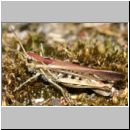 Chorthippus biguttulus - Nachtigall-Grashuepfer 10.jpg